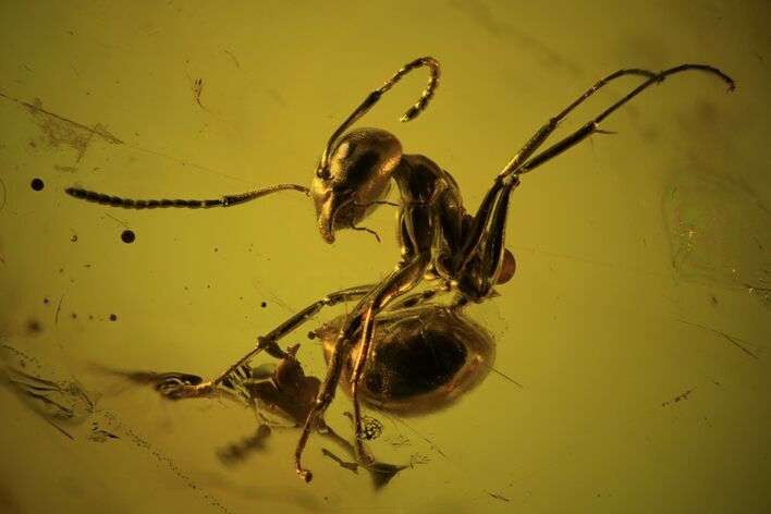 Detailed Fossil Ant (Formicidae) In Baltic Amber #102758